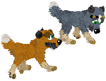 Australian Cattle Dog