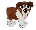Australian Shepherd
