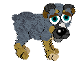 Blue Heeler