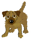 Border Terrier