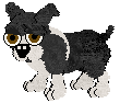 Boston Terrier