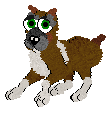 Boxer