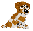 Brittany Spaniel