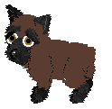 Brussels Griffon