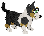 Cardigan Welsh Corgi