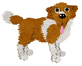 Collie