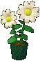 Flower Pot