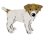Jack Russell Terrier