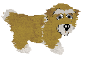 Lhasa Apso