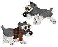 Miniature Schnauzer