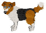 Shetland Sheepdog