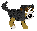 Swiss Mountain Dog