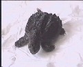 Runt